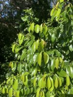 Prunus myrtifolia