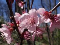 Prunus persica