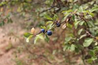 Prunus spinosa