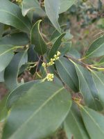 Prunus subcoriacea