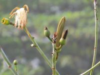 Pseudobombax grandiflorum