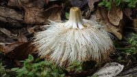 Pseudobombax septenatum
