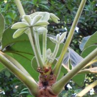 Pseudobombax tomentosum