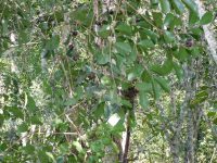 Psidium giganteum