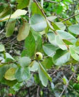 Psidium guineense