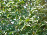 Psidium sartorianum
