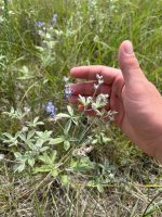 Psoralea argophylla