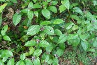 Psychotria acuminata