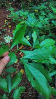 Psychotria alba