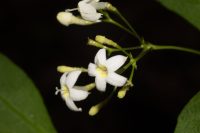 Psychotria brachyceras