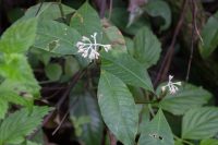 Psychotria capitata