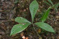 Psychotria marginata