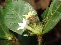 Psychotria muelleriana