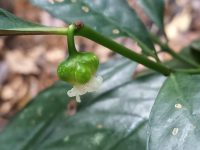 Psychotria platypoda