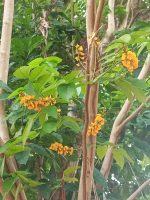 Pterocarpus santalinoides