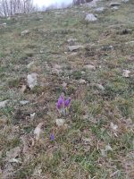 Pulsatilla vulgaris