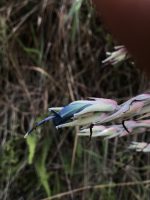 Puya floccosa