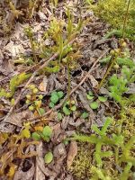 Pyrola chlorantha