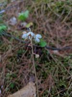 Pyrola elliptica