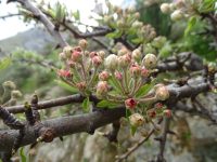 Pyrus amygdaliformis