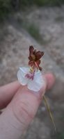 Qualea cordata