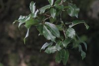 Quercus dilatata