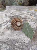 Quercus ithaburensis