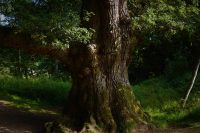 Quercus petraea