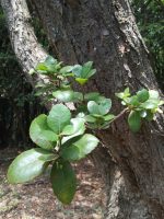 Quercus phillyreoides