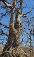 Quercus prinoides