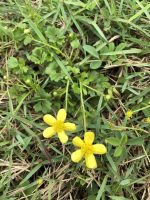 Ranunculus ternatus