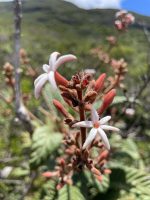 Remijia ferruginea