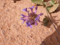 Rhaphiodon echinus