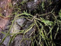 Rhipsalis pentaptera