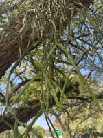 Rhipsalis trigona