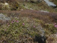 Rhododendron lapponicum