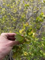 Rhus aromatica