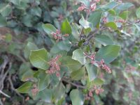 Rhus ovata