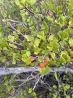 Rhus trilobata