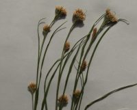 Rhynchospora alba