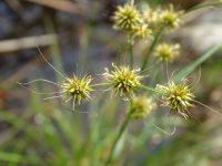 Rhynchospora holoschoenoides