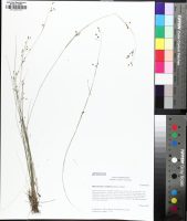 Rhynchospora micrantha