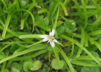 Rhynchospora nervosa