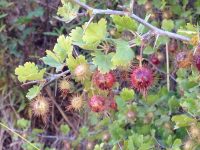 Ribes californicum