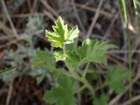 Ribes cereum