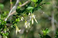 Ribes niveum