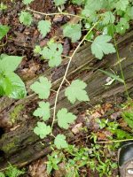 Ribes rotundifolium