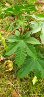 Ricinus communis