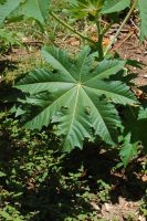 Ricinus communis