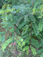 Robinia viscosa